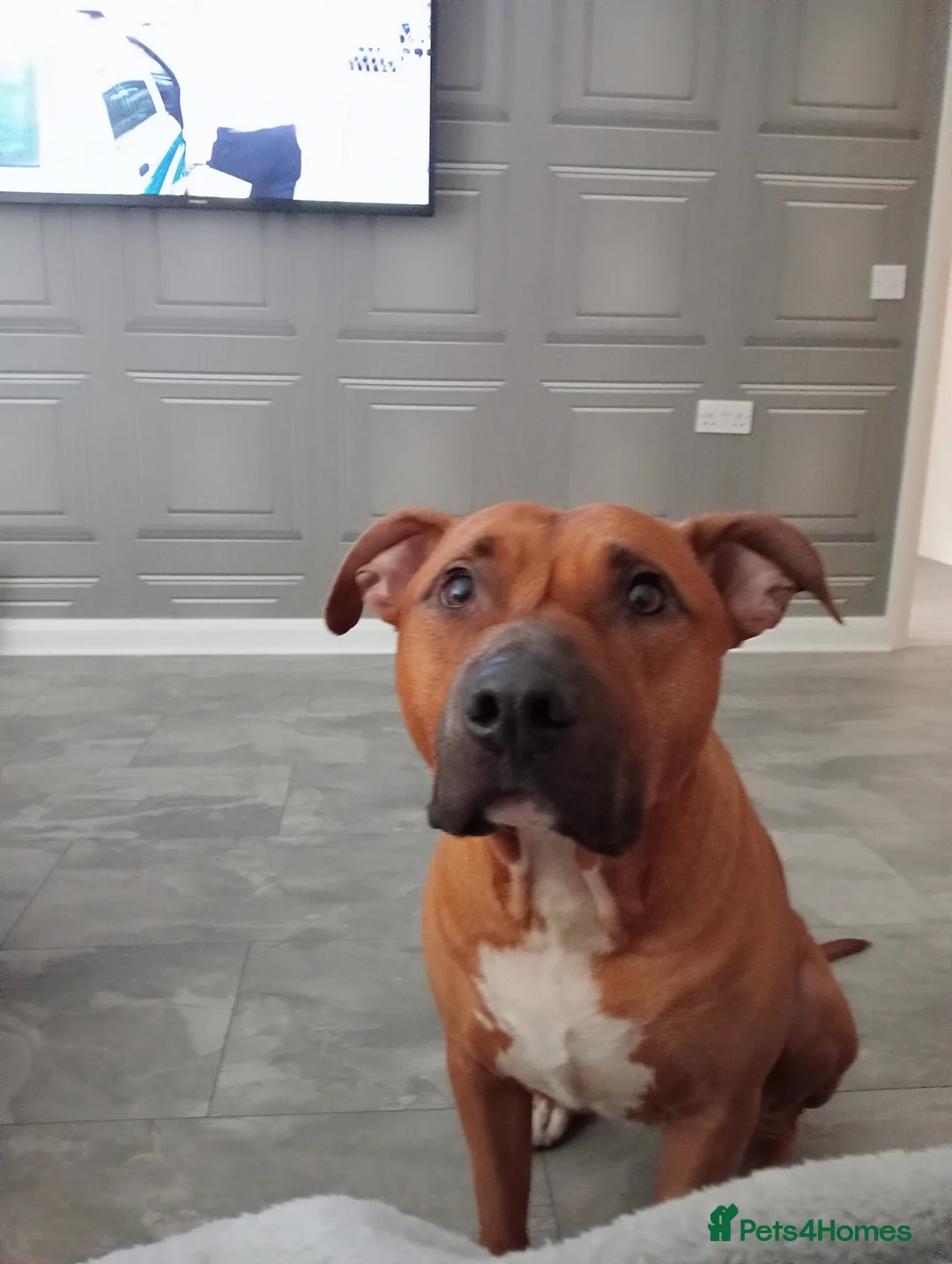 American Bull Staffy dogs for sale: Cooper looking for a loving home in Glasgow - Advert 11