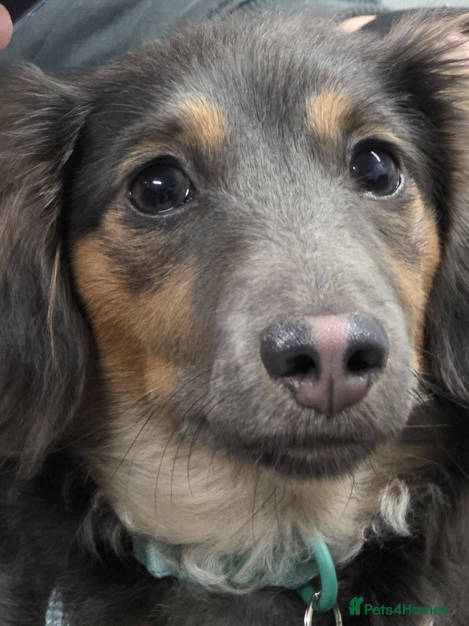 Miniature Dachshund dogs 1 year old long haired miniature dachshund sale - Advert 2