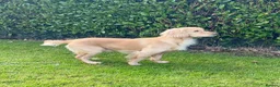 Cocker Spaniel dogs for sale: Stunning LEMON KC Reg Working Cocker Spaniel pups - Advert 17