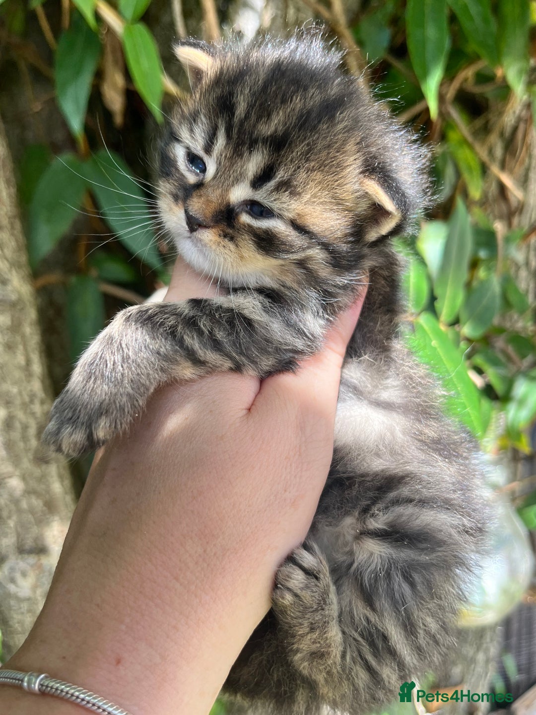 Maine Coon cats for sale: Maine coon kittens  - Image 8