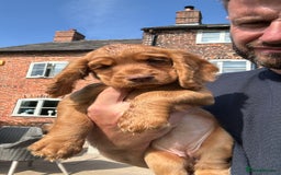 Cocker Spaniel dogs for sale: Ready to leave - Champion bred working cocker pups - Image 2