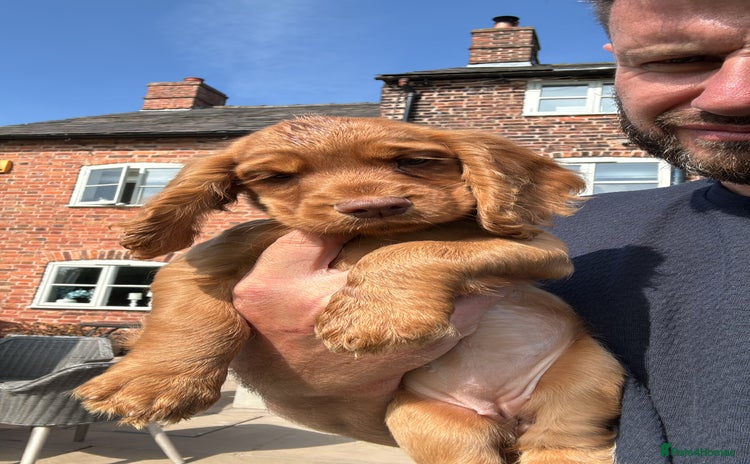 Cocker Spaniel dogs - Advert 3