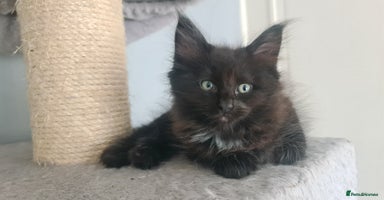 Mixed Breed cats - Advert 11