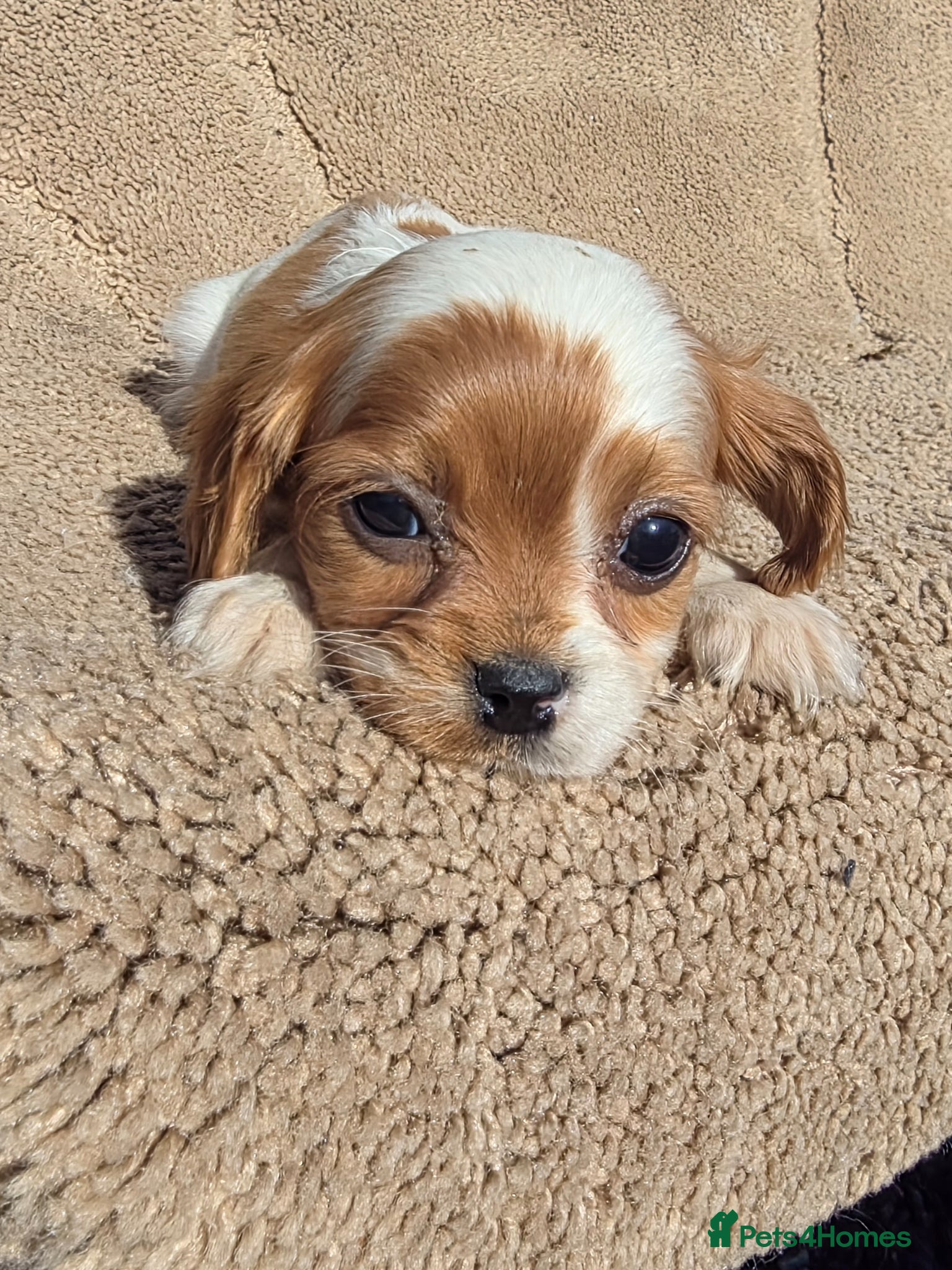 Cavapoo dogs Beautiful f1b cavapoo puppies  - Advert 2