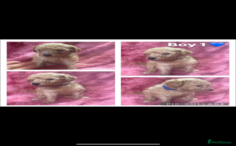 Toy Poodle dogs - Advert 5