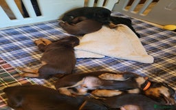 Field Spaniel dogs for sale: Field Spaniel Puppies for Sale – Lovable & Ready! - Image 3