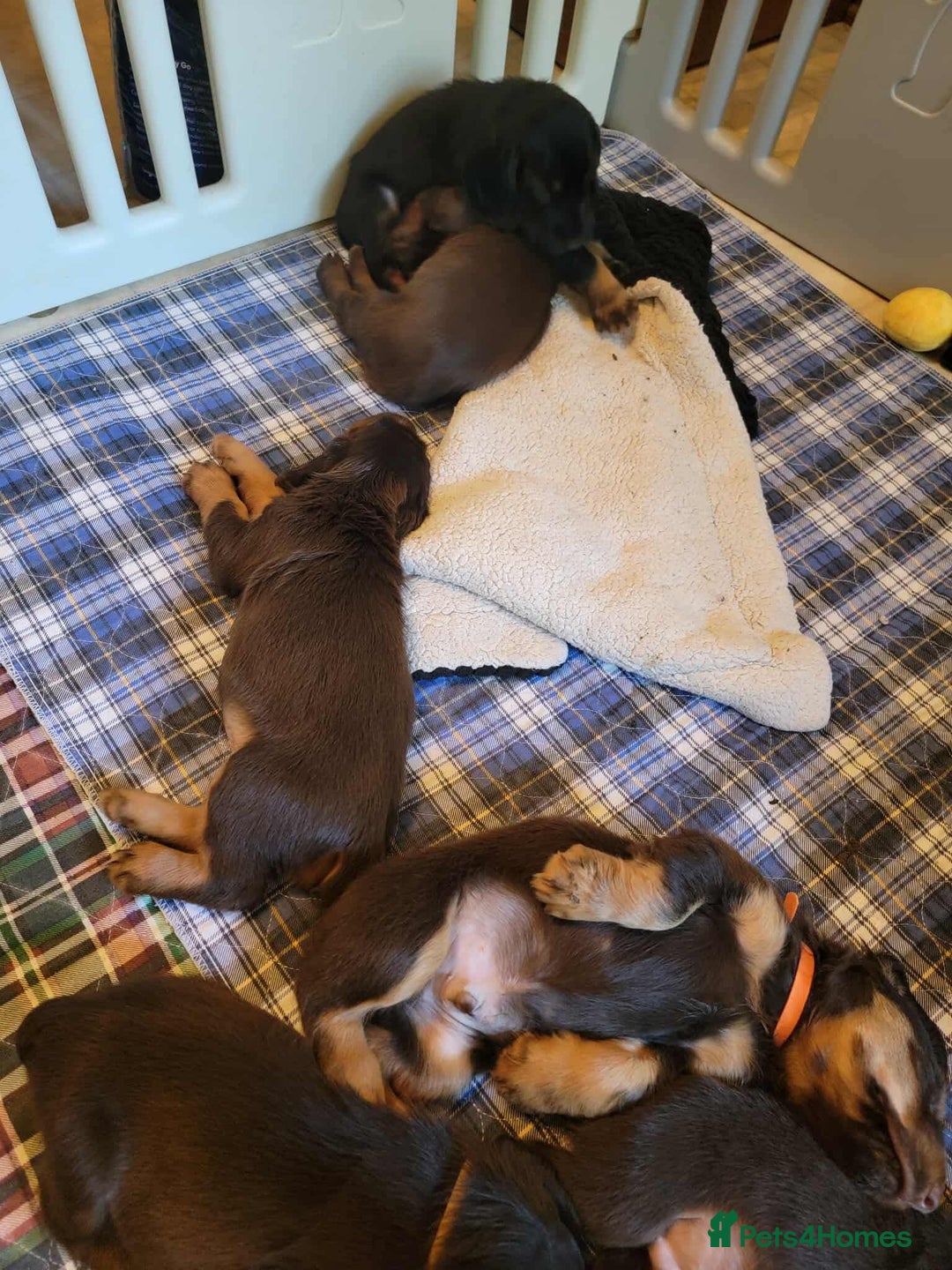 Field Spaniel dogs for sale: Field Spaniel Puppies for Sale – Lovable & Ready! - Image 3