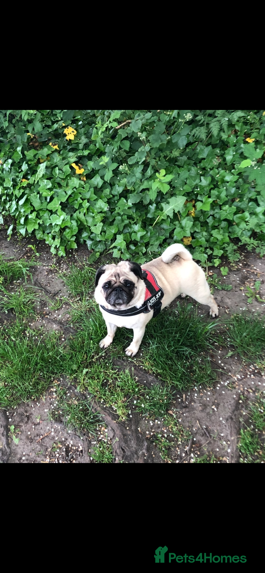 Pug dogs for sale: Mature pug female for re-homing  - Advert 3