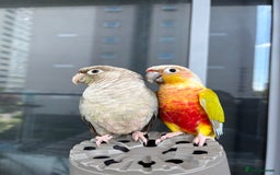 Conures birds for sale: Healthy and Happy Conures - Image 2