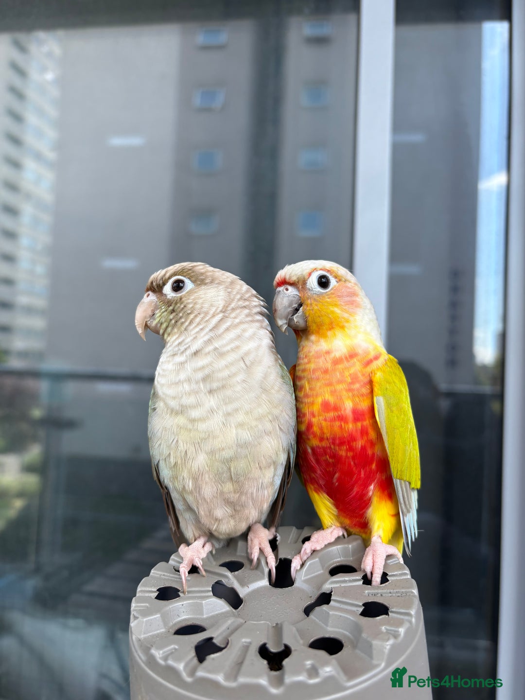 Conures birds for sale: Healthy and Happy Conures - Image 2
