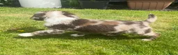 Sprocker dogs for sale: Beautiful Sprocker Puppies  - Advert 4