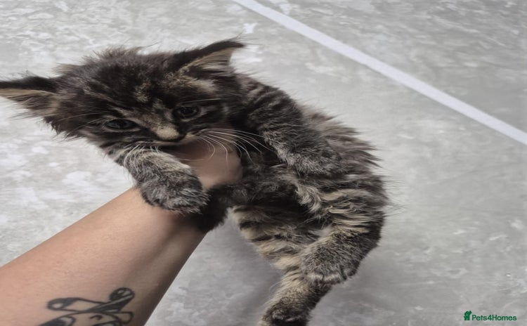 Maine Coon cats - Advert 6