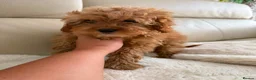 Cavapoo dogs for sale: Cavapoobabiesuk litter has arrived  - Advert 2