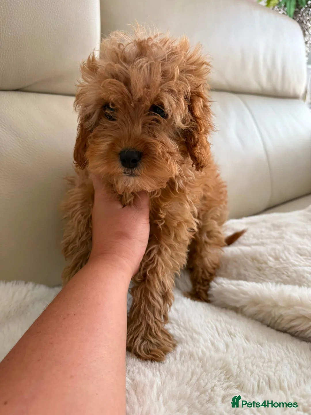 Cavapoo dogs for sale: Cavapoobabiesuk litter has arrived  - Advert 2