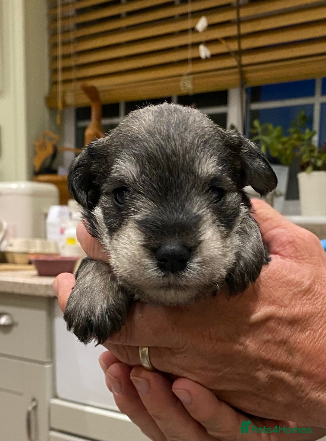 Miniature Schnauzer dogs for sale: 6 adorable Miniature schnauzer puppies  - Image 12