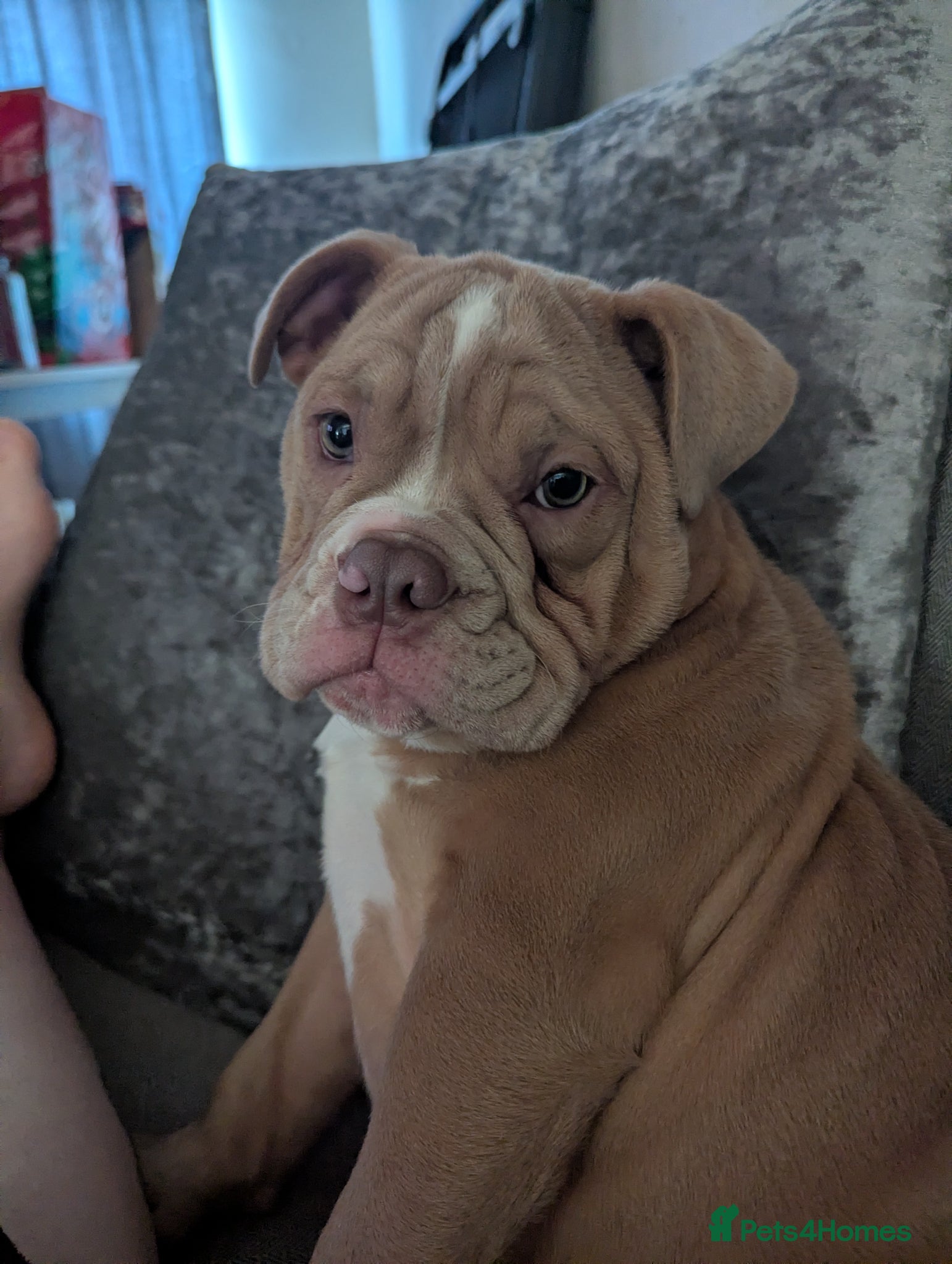 Mixed Breed dogs BEAUTIFUL GIRL LILAC OLD TYME BULLDOG  - Advert 10