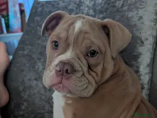 Mixed Breed dogs BEAUTIFUL GIRL LILAC OLD TYME BULLDOG - Advert 10