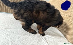 Cockapoo dogs for sale: Outstanding Cockapoos Puppies. 4 boys💙 2 girls 💗 - Image 7