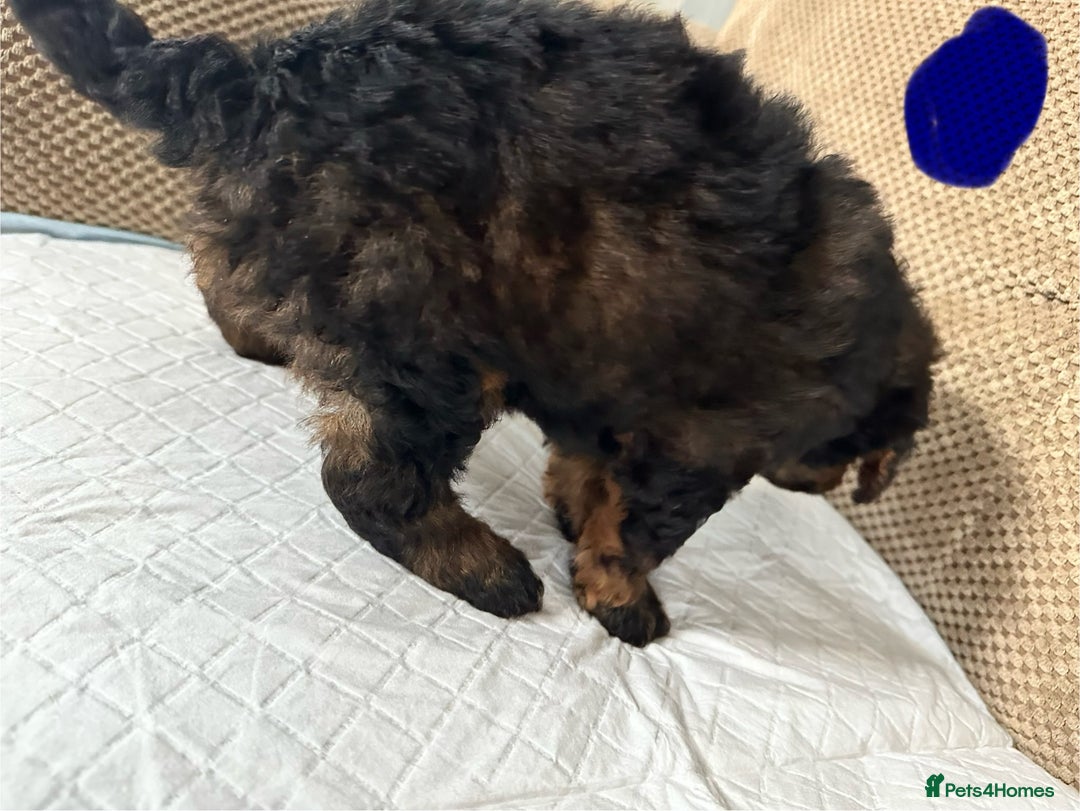 Cockapoo dogs for sale: Outstanding Cockapoos Puppies. 4 boys💙 2 girls 💗 - Image 7
