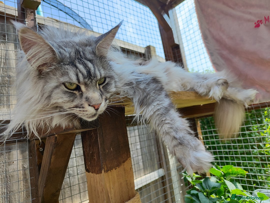 Maine Coon cats for sale: Silver Maine Coon girl - Image 2