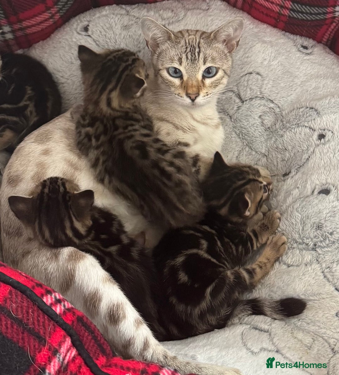 Bengal cats for sale: MARBLED & Spotted BENGALS TiCA Reg 1 kitten left  - Image 1