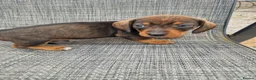 Dachshund dogs for sale: Dachshund puppies 8wks - Advert 9