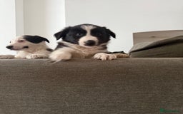 Border Collie dogs for sale: Beautiful sheepdog pups - Image 5