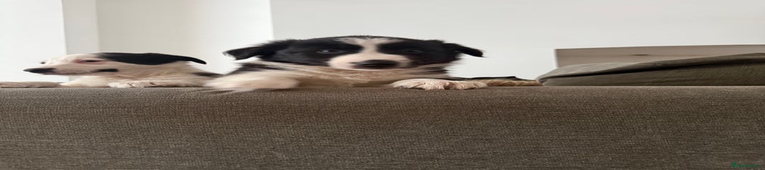 Border Collie Puppy 3