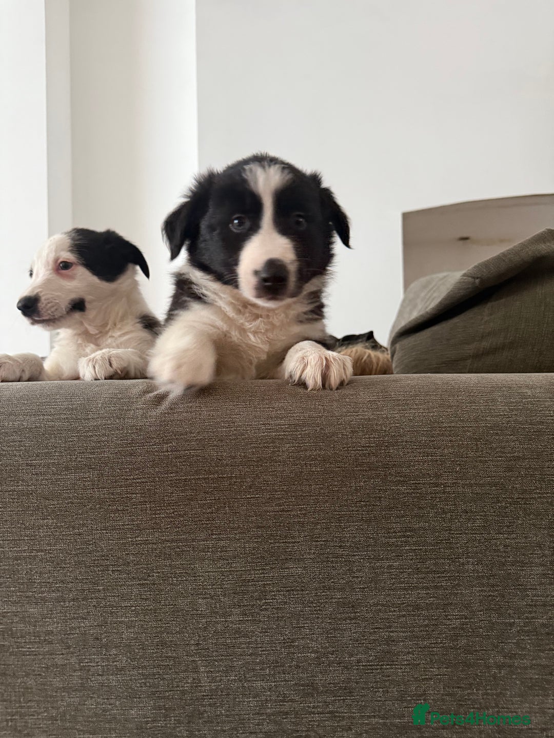 Border Collie dogs for sale: Beautiful sheepdog pups - Image 5