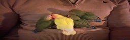 Lovebirds birds for sale: *last baby boy left* Cuddly hand reared lovebirds - Advert 7