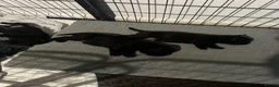 Mixed Breed dogs for sale: Staffrador puppies - Advert 8