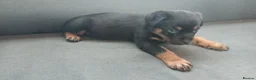 Rottweiler dogs for sale: Pure breed rottweiler puppies not KC reg - Advert 4