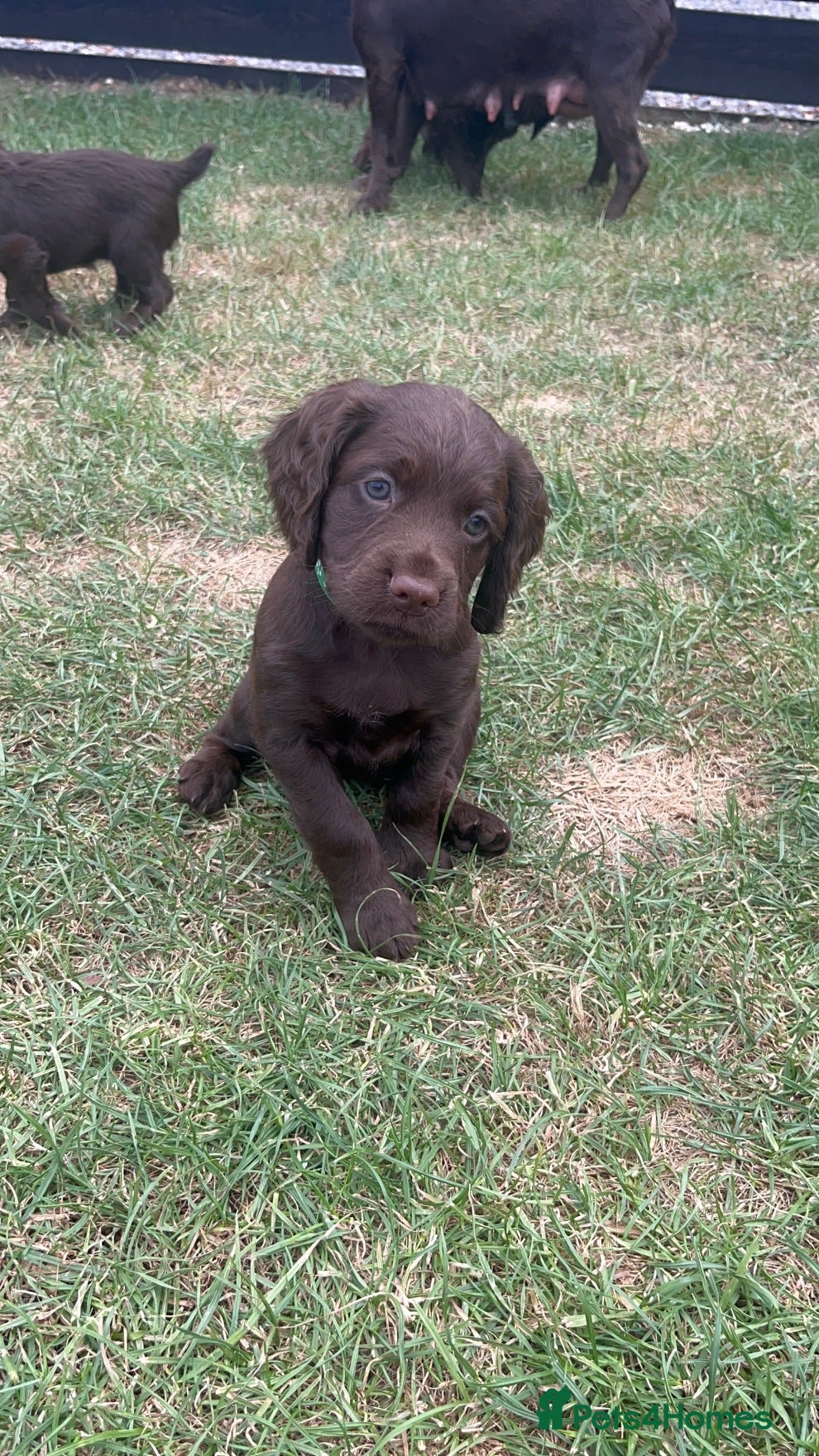 Cocker Spaniel dogs KC Working Cocker Spaniel Pups - Liver/Chocolate - Advert 8