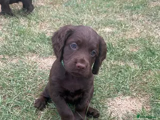 Cocker Spaniel dogs KC Working Cocker Spaniel Pups - Liver/Chocolate - Advert 8
