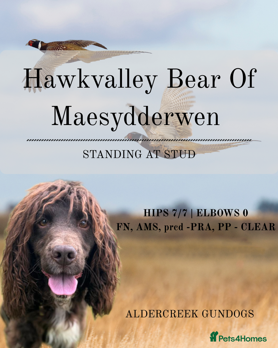 Cocker Spaniel dogs Maesydderwen bear at stud, health tested, proven  in Rossendale - Advert 7