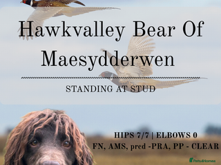 Cocker Spaniel dogs in Rossendale - Advert 31