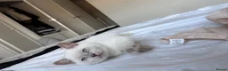 British Shorthair cats for sale: British shorthair kitten - Advert 7