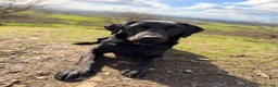 Labrador Retriever dogs for sale: Loving Home Needed for Cub - Advert 7