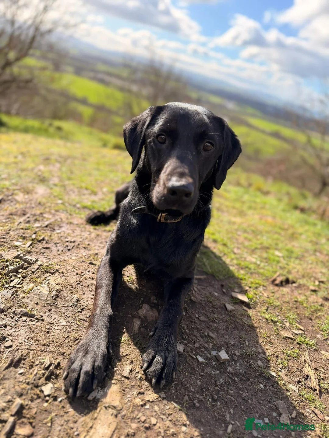Labrador Retriever dogs for sale: Loving Home Needed for Cub - Advert 7