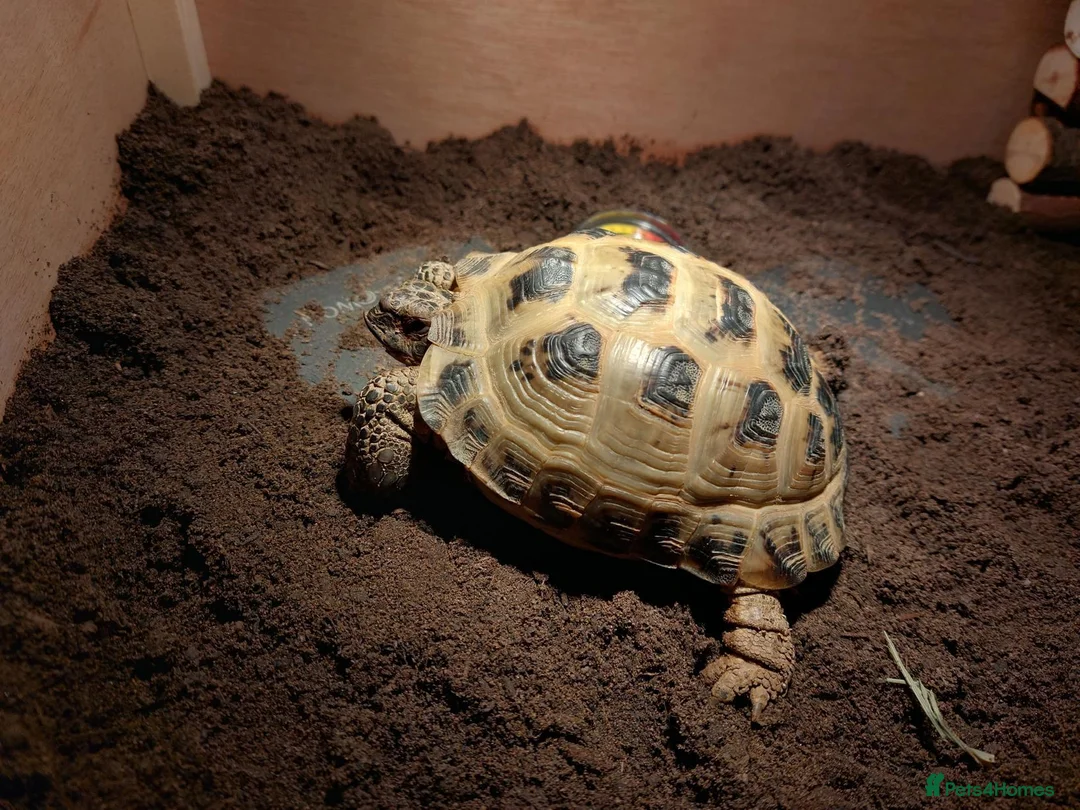 Tortoise reptiles for sale: Sheldon – Russian/Horsfield's Tortoise - Advert 6