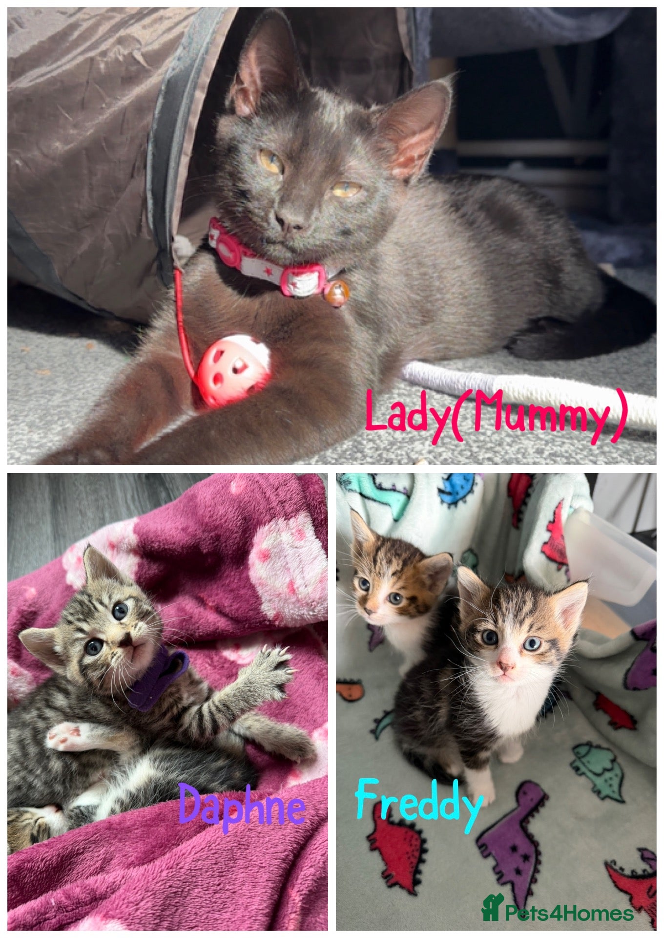 Mixed Breed cats Beautiful kittens and Mummy - Advert 9