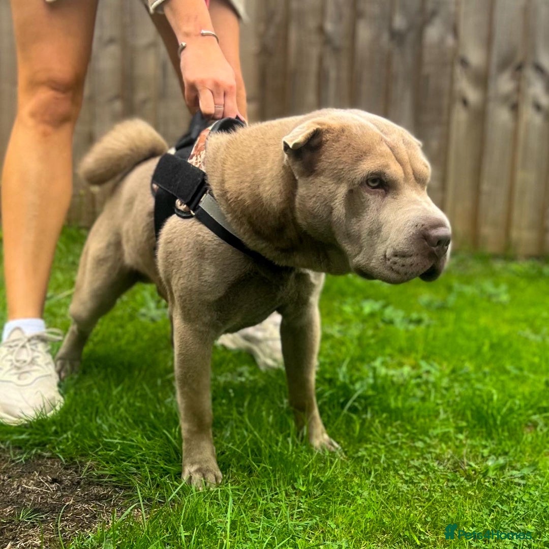 Shar Pei dogs for stud: EXPERIENCED LICAC DILUTE STUD **WELL PROVEN** in Wetherby - Image 2