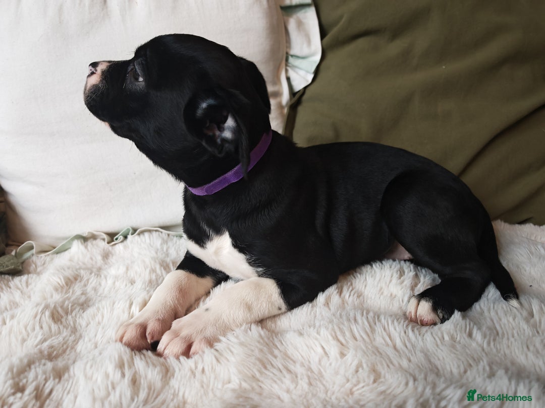 Mixed Breed dogs for sale: Olde English Bulldogge/Staffy Collie - Advert 29