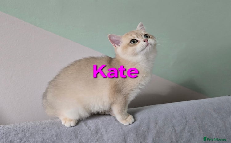 British Shorthair cats - Advert 11