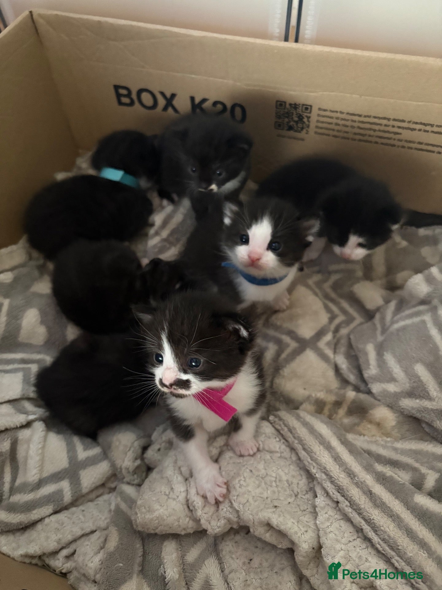 Mixed Breed cats Beautiful family kittens *microchipped*  - Advert 1