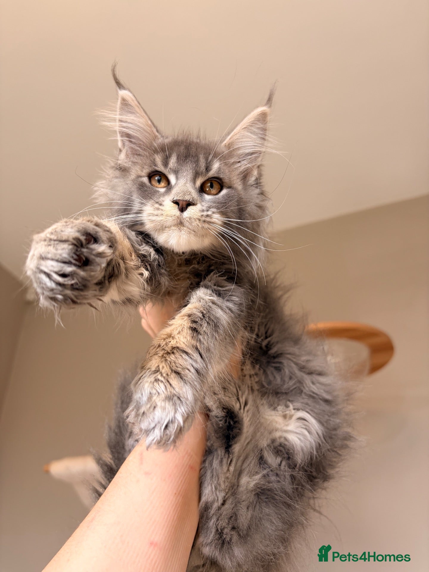Maine Coon cats Outstanding TICA Maine Coons-Large European Lines  - Advert 1