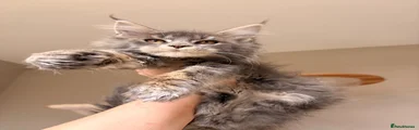 Macchiato