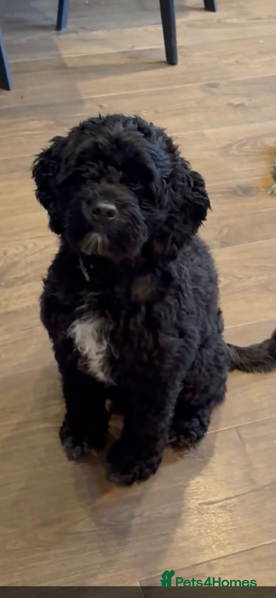 Cockapoo dogs for sale: Adorable 18 month male cockapoo for sale - Advert 1