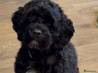 Cockapoo dogs Adorable 18 month male cockapoo for sale - Advert 1