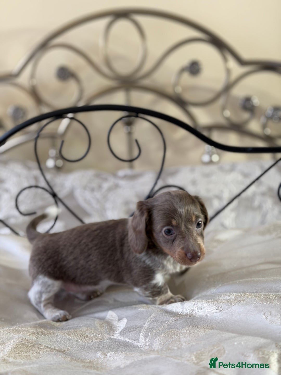 Miniature Dachshund dogs for sale: Miniature dachshund puppies - Advert 6